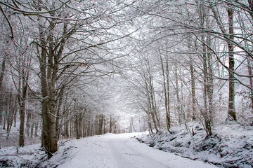 winter landscape in deciduous forest