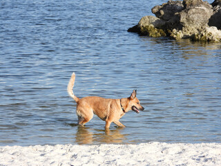 Brown dog playing in the water