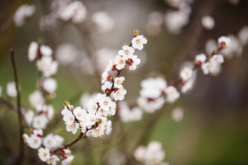 Blooming apricot tree. Spring time. Blooming tree of apricot flowers. Spring season at countryside. Old blooming park. Spring in a park. Close up. Sakura blooming