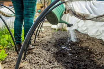 View Of farmer female Watering Garden Plants and soil, Irrigation Water In The Garden. Plastic sprinkling can or funnel watering plant in the greenhouse. Natural organic gardening. Selective focus.