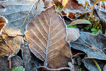 Iced Leaves