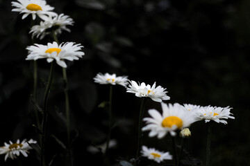 Side view of daisy Flowers On A Dark Background Close-Up. Closeup on white chamomile flower on black background. Art tint black and white. Selective focus