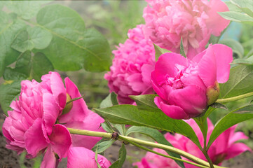 Delicate spring pink peony	