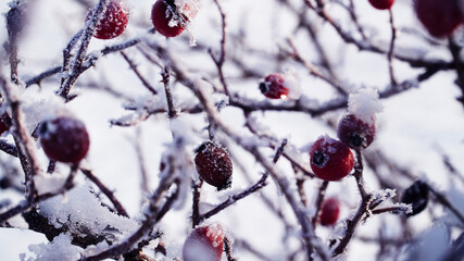 red berries in snow