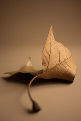 Fototapeta premium Dry leaf on creative bronze background with blurred effect. Autumn concept for overlay on product presentation, mockup, template and wallpaper with place for text.