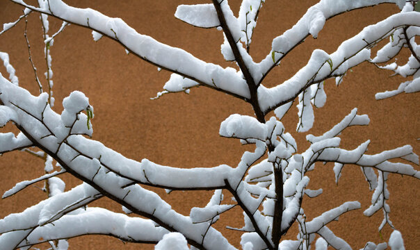 Bare tree banches under the snow on brown wall background