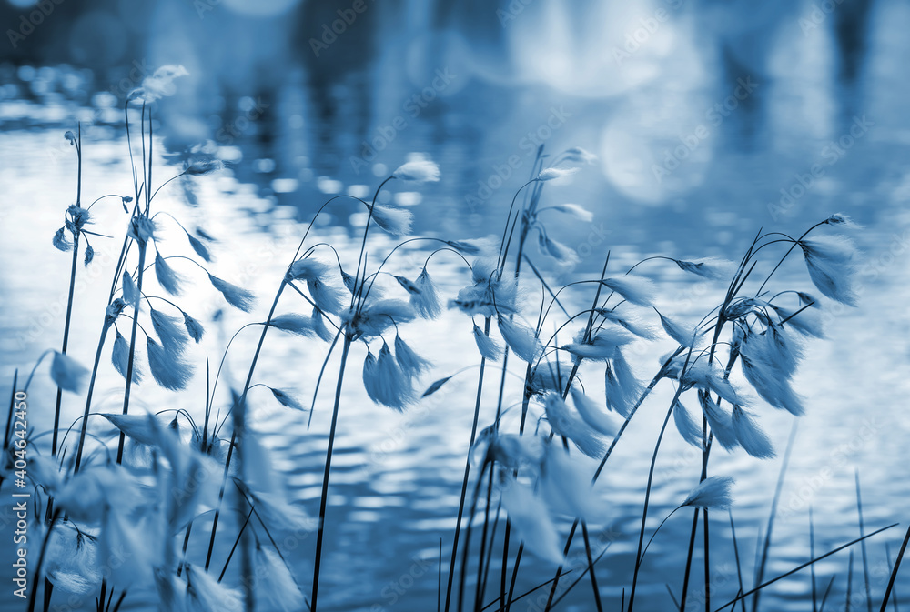 Fototapete Cotton grass plant on the lake on summer evening. Arctic cotton