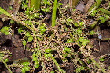 Cardamom pods on plant in garden, a close-up. Kumily, Kerala, India.