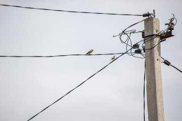 two sparrows are sitting on a pole of high-voltage wires