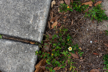 A solitary white and yellow flower beside a concrete walkway on the COVID summer 2020