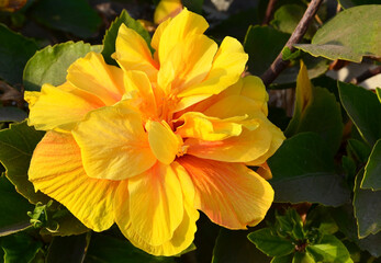 Yellow Hibiscus flower (China rose, Gudhal,Chaba,
Shoe flower) in a tropical garden of Tenerife,Canary Islands,Spain.Floral background.
