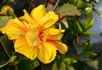 Fototapeta premium Yellow Hibiscus flower (China rose, Gudhal,Chaba, Shoe flower) in a tropical garden of Tenerife,Canary Islands,Spain.Floral background.