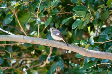 メスのジョウビタキ