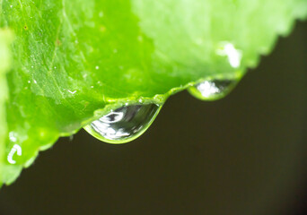 macro green leaf rain drop