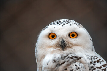 a great white arctic owl