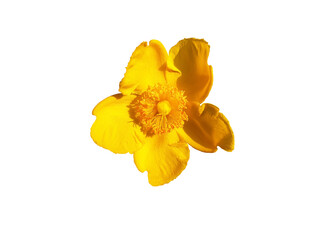 Isolated yellow flower of Hypericum calycinum or Hypericum perforatum.