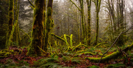 Mystical View of the Rain Forest during a foggy and rainy Winter Season. Taken in Squamish, North of Vancouver, British Columbia, Canada. Beautiful Nature Background