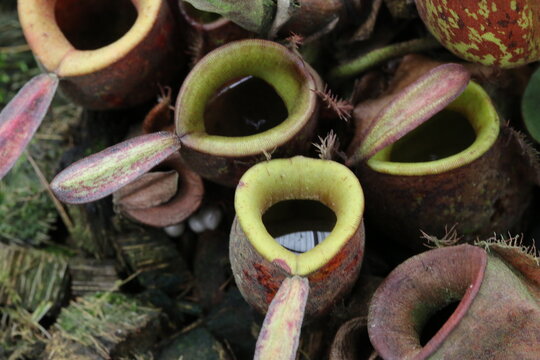 High Angle View Of Pitcher Plants On Field