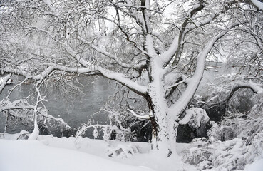 un viejo árbol cubierto de nieve