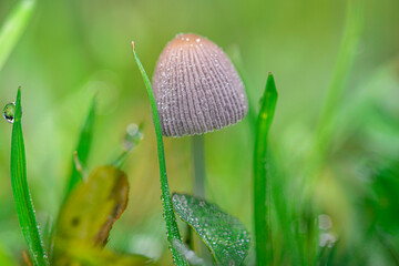 macro photography of small mushrooms