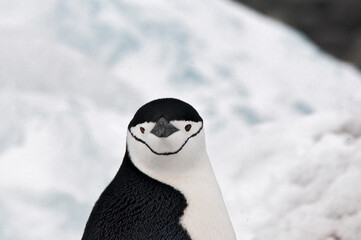 chinstrap © rubbersoulroad