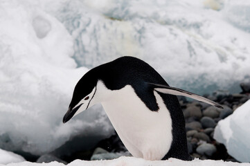 chinstrap © rubbersoulroad