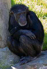 Chimpanzee Monkeys lazing around on a hot day