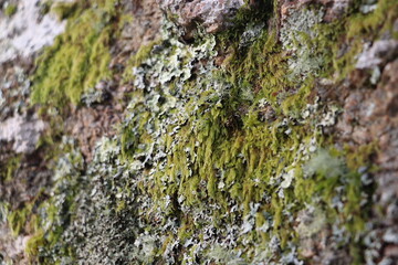 green moss and lichen 