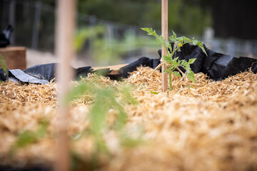 Tomato plants in a raised vegetable garden bed, surrounded by pea straw mulch