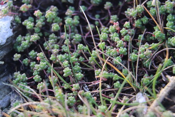 small green plants
