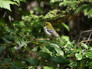 Pine warbler on branch against fir forest background, Red Rock Lake - BWCA, Minnesota