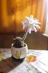 White-pink flower of the Echinopsis cactus. It grows in a white pot. The General plan