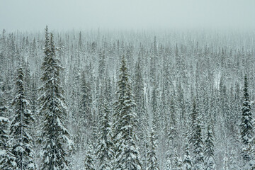 Snow-covered dense spruce forest. Untouched pure nature.