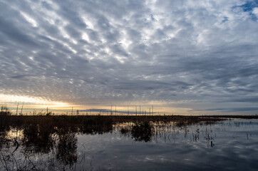 Fototapeta na wymiar Mackerel Sky over Swamp