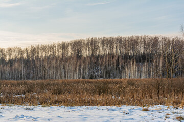 Fototapeta premium Swamp with dry grass, reeds and many birches and conifers in wintertime. Winter landscape with strange trees