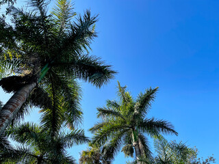 A view of Royal Palm Trees from the base