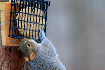 un écureuil gris mange du suif dans une mangeoire d'oiseau en hiver - obrazy, fototapety, plakaty
