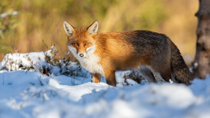 Red fox, vulpes vulpes, watching on white pasture in winter nature. Orange predator looking to the camera on snow. Furry animal staring on glade in wintertime.