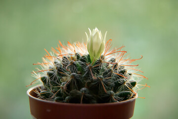 White flowers of cactus Mammilliaria