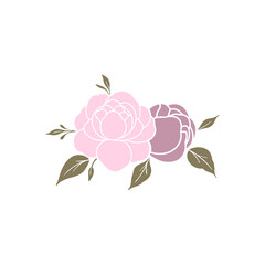 Peonies flowers isolated