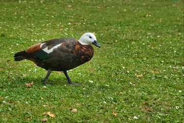 A Female Paradise Shelduck at Botanic Gardens Christchurch