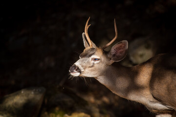 A young male Mule Deer