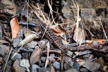 Western Fence Lizard on some rocks