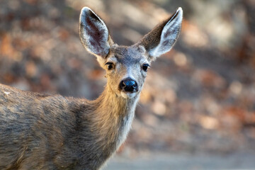 A female mule deer at Alum Rock Park