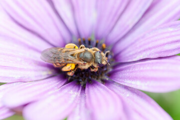 Flores e insectos en un jardín botánico de Barcelona