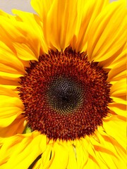 Naklejka premium close up of sunflower