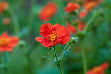 Scarlet Avens (Geum coccineum) red flowers against green background