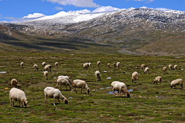Fototapeta premium Ovelhas pastando no Parque Nacional Qomolangma. Tingri. Tibete. China. Asia