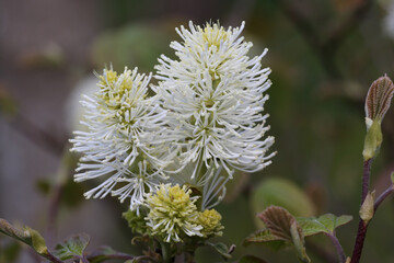 Large witch alder flowers in close up