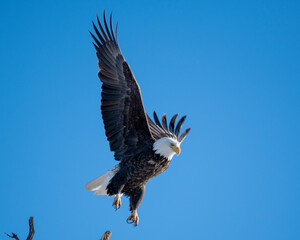 Bald Eagles
